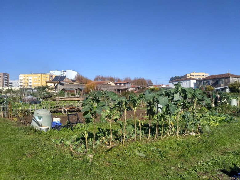 horta3
