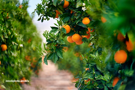 istockphoto laranjas amoklv