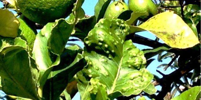 psila dos citrinos 02 660x330